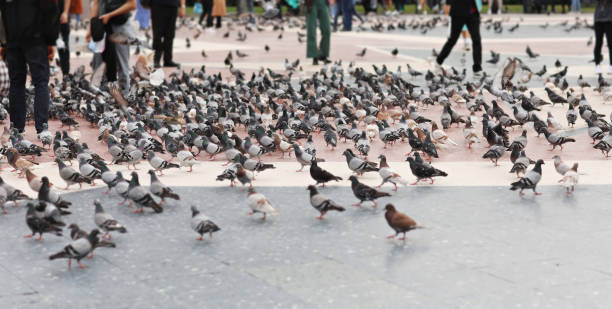 스페인 바르셀로나의 카탈라니아 광장에있는 비둘기. 사람들이 그들을 먹이고 있습니다. - filter feeder 뉴스 사진 이미지