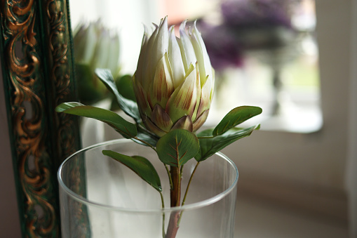 a large flower of royal white protea with green leaves, stands in a glasses vase against the backdrop of the Scandinavian interior.