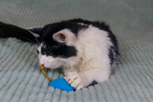 istock Beautiful cat playing with a mouse toy on a bed 1403471561