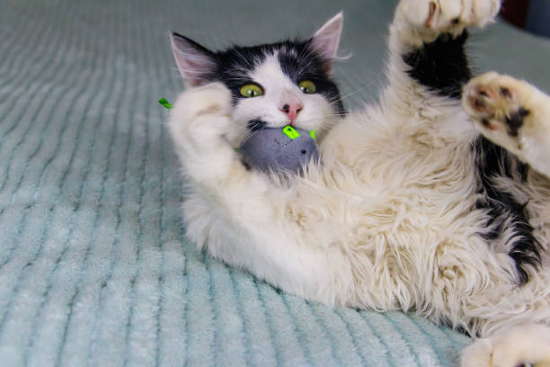 Beautiful cat playing with a mouse toy on a bed