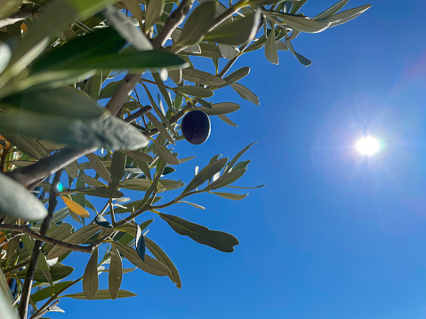 CLOSE UP: El olivo listo para la cosecha cruje bajo el sol dorado del verano. photo