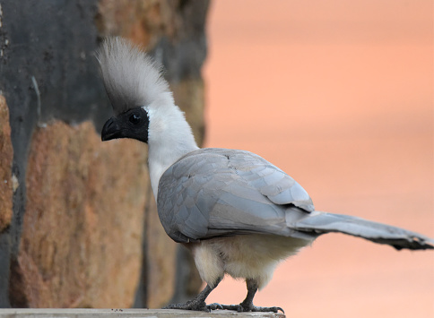 The bare-faced go-away-bird (Crinifer personatus) is a species of bird in the family Musophagidae which is native to the eastern Afrotropics. It is named for its distinctive and uniquely bare, black face.\nThe sexes are similar, other than the female's green beak. It is 48 cm long beak to tail, and weighs approximately 210 to 300 grams.