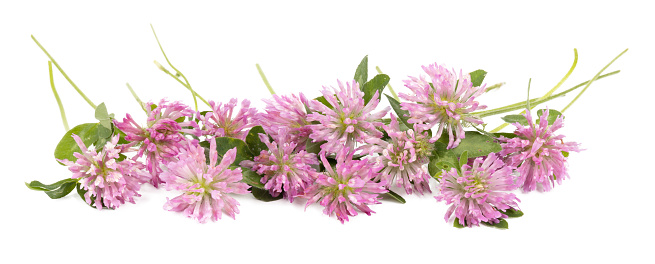 Pink clover flowers on a white background.