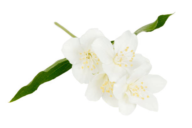 istock Blooming jasmine buds with leaves on a white background. 1403472577