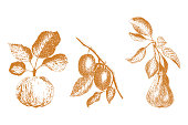 istock Set of fruit graphics hand-drawing, pear apple plum. Imprint, stamp, isolated, on a white background. 1403474201