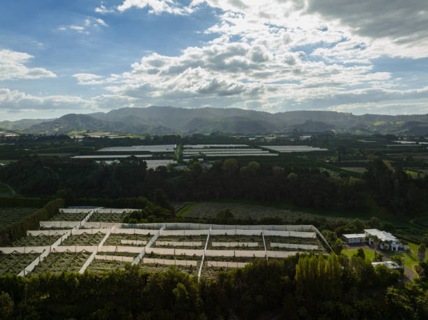 Kiwi Orchards in the Bay of Plenty in New Zealand. Aerial view stock photo