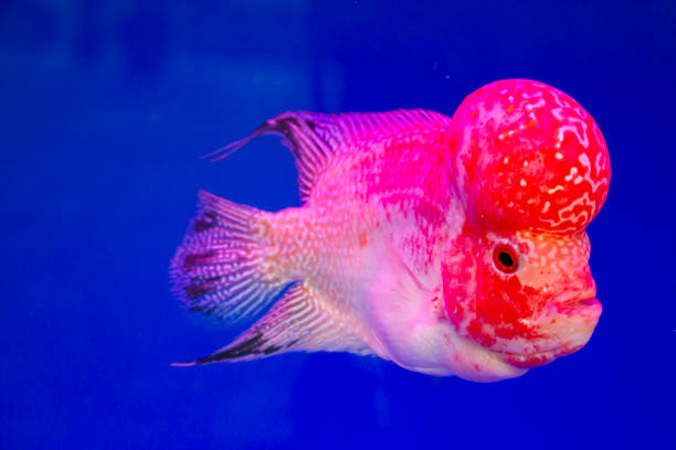 istock Flowerhorn Cichlid Fish In Aquarium. 1403474807