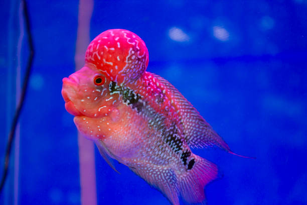 istock Flowerhorn Cichlid Fish In Aquarium. 1403474880