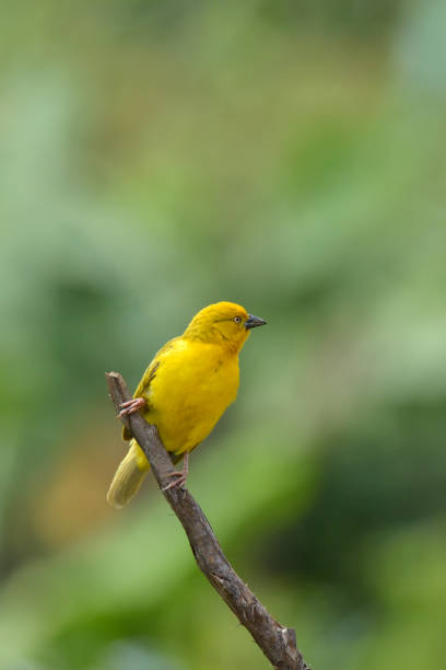 istock Holub's Golden Weaver 1403475215
