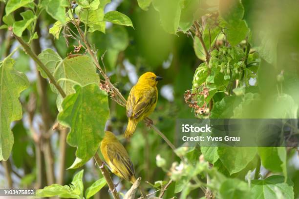Holubs Golden Weaver Stock Photo - Download Image Now - Africa, Animal Wildlife, Bird