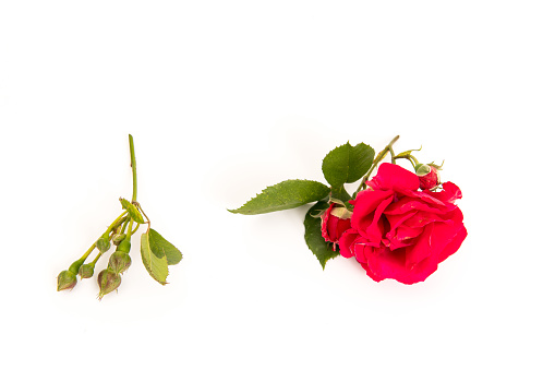 A red rose with buds and green leaves against a white background