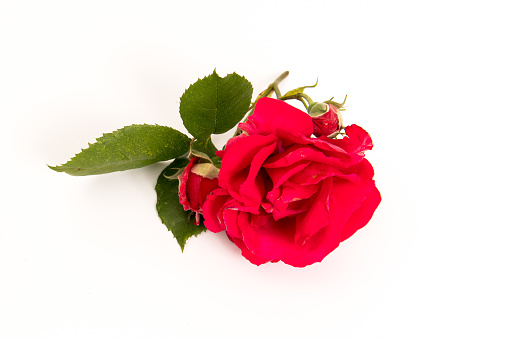 A red rose with green leaves against a white background