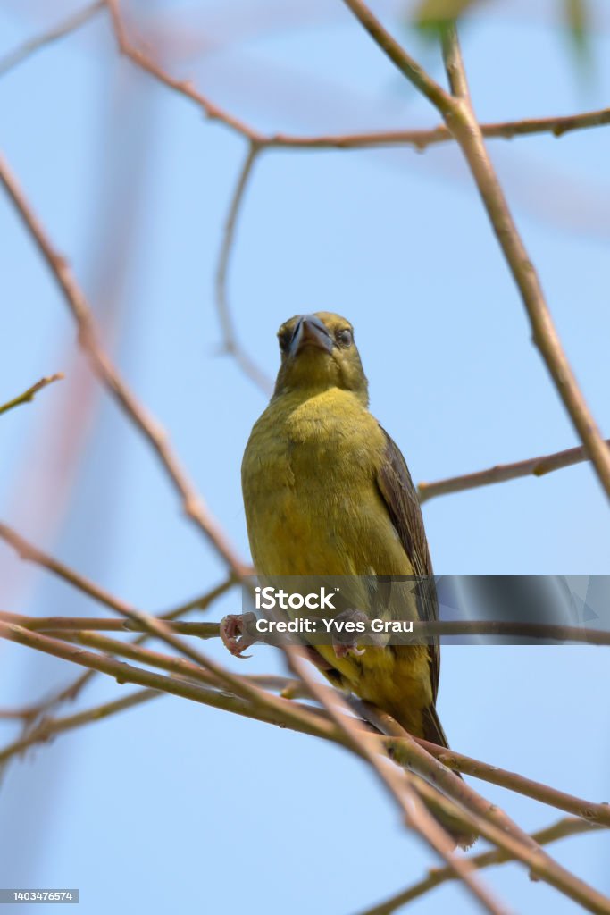 Vieillot's Black Weaver Vieillot's black weaver (Ploceus nigerrimus) is a species of bird in the family Ploceidae. It is named after the French ornithologist Louis Jean Pierre Vieillot. Africa Stock Photo