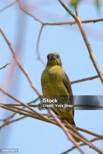 Vieillots Black Weaver Stock Photo - Download Image Now - Africa, Animal Wildlife, Bird