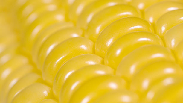 istock MACRO: Beautiful yellow lines of ripe corn kernels shine under a bright light. 1403476968
