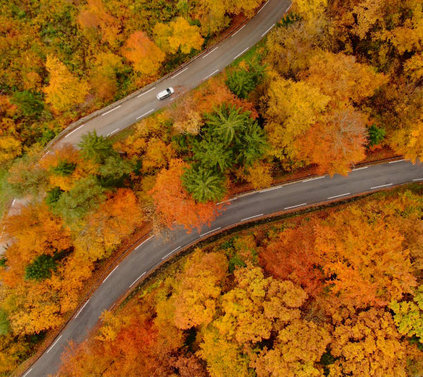 istock TOP DOWN: White car cruises along road leading through the forest in October 1403478730