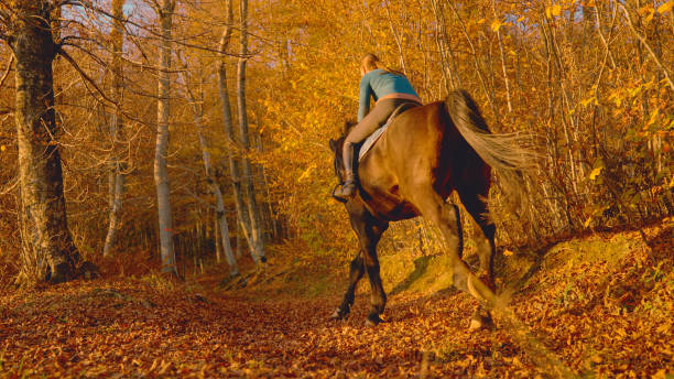 istock Unrecognizable woman rides her chestnut stallion along a scenic forest path. 1403478732