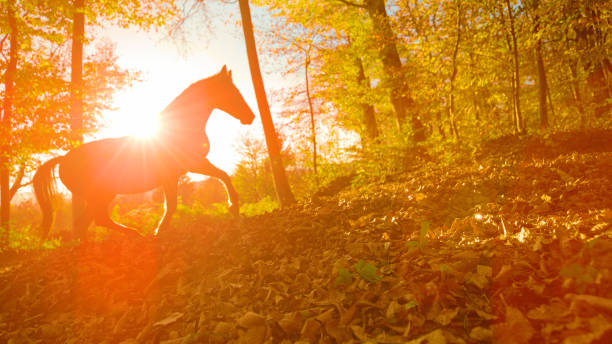 LENS FLARE, SILHOUETTE: Lone wild horse walks around the fall colored forest at stunning sunrise. Golden autumn evening sunbeams shine on a single stallion trotting along a trail covered in leaves.