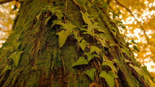 close up: moss and ivy grow over trunk of a towering tree in golden lit forest. - sunrise leaf brightly lit vibrant color imagens e fotografias de stock