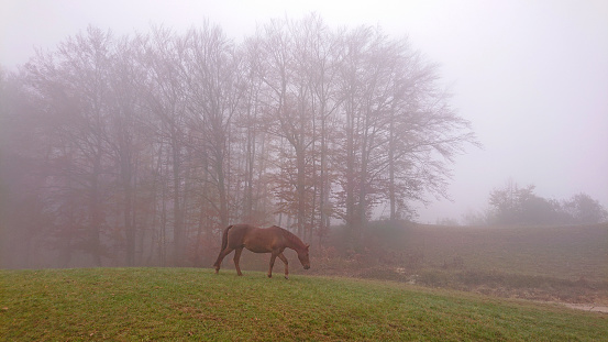Horse in paddocks on a misty morning