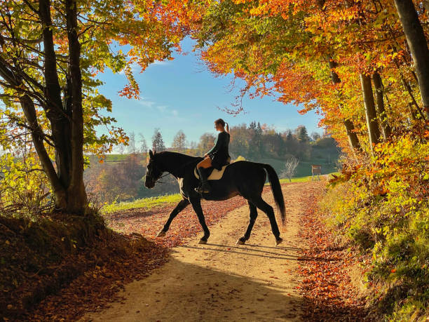 istock Female horseback rider explores fall colored woods with her brown thoroughbred 1403479334