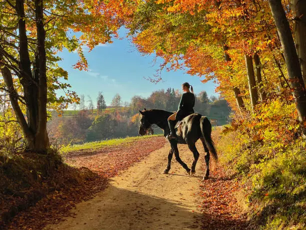 Young Caucasian woman rides a chestnut horse along a colorful forest trail on a sunny autumn day. Female horseback rider explores the golden-lit fall colored woods with her majestic brown thoroughbred