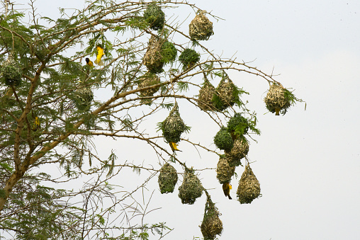The village weaver (Ploceus cucullatus), also known as the spotted-backed weaver or black-headed weaver (the latter leading to easy confusion with P. melanocephalus), is a species of bird in the family Ploceidae found in much of sub-Saharan Africa. It has also been introduced to Portugal as well as to the islands of Hispaniola, Martinique, Puerto Rico, Mauritius and Réunion.\n\nThis often abundant species occurs in a wide range of open or semi-open habitats, including woodlands and human habitation, and frequently forms large noisy colonies in towns, villages and hotel grounds. This weaver builds a large coarsely woven nest made of grass and leaf strips with a downward facing entrance which is suspended from a branch in a tree. Two to three eggs are laid. Village weavers are colonial breeders, so many nests may hang from one tree.\n\nVillage weavers feed principally on seeds and grain, and can be a crop pest, but it will readily take insects, especially when feeding young, which partially redresses the damage to agriculture. The calls of this bird include harsh buzzes and chattering.
