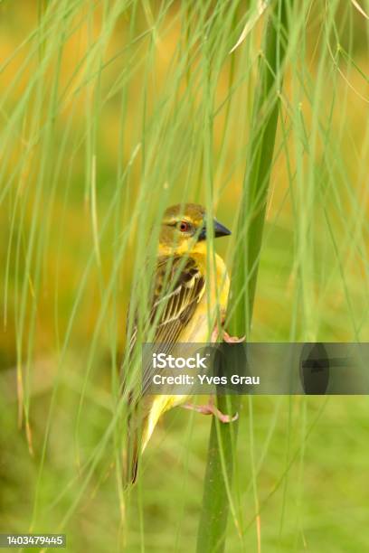 Village Weaver Stock Photo - Download Image Now - Africa, Animal Wildlife, Black-Headed Weaver