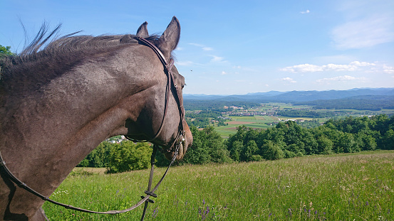 Portrait of a equestrian horse on a ranch