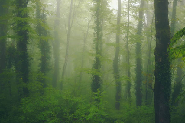 Fog in green forest. stock photo