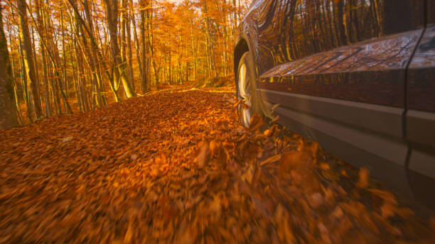 istock LOW ANGLE: Metallic blue SUV drives along a forest trail covered in dry leaves. 1403480228