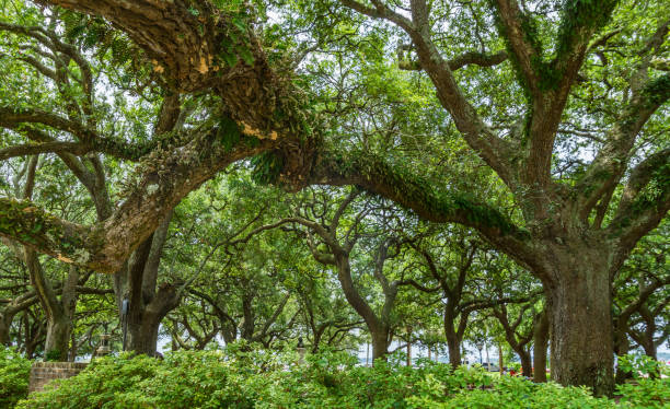 istock Charleston Live Oaks 1403480776