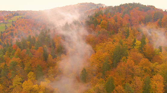 AERIAL: Breathtaking drone point of view of rural hills in Slovenia turning leaves in the foggy days of October. Flying up a colorful hill covered by deciduous trees changing their colors in autumn.