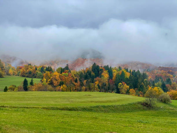 istock A thick layer of mist covers the idyllic autumn colored forest and meadow. 1403481066