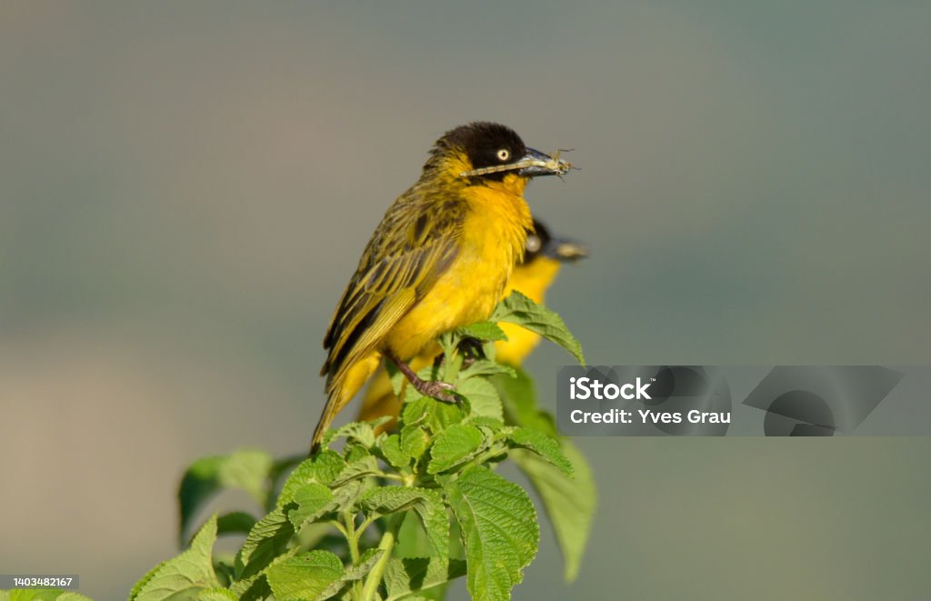 baglafecht weaver The baglafecht weaver (Ploceus baglafecht) is a species of weaver bird from the family Ploceidae which is found in eastern and central Africa. There are several disjunct populations with distinguishable plumage patterns. Only some races display a discrete non-breeding plumage. Africa Stock Photo
