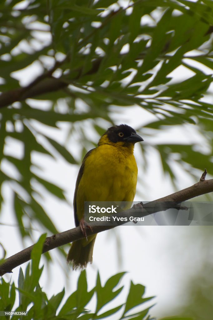 baglafecht weaver The baglafecht weaver (Ploceus baglafecht) is a species of weaver bird from the family Ploceidae which is found in eastern and central Africa. There are several disjunct populations with distinguishable plumage patterns. Only some races display a discrete non-breeding plumage. Africa Stock Photo