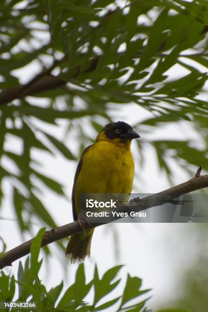 Baglafecht Weaver Stock Photo - Download Image Now - Africa, Animal Wildlife, Bird