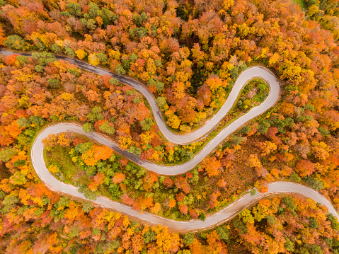 AERIAL, TOP DOWN: Flying above a hairpin turn of a scenic forest road on a sunny fall day in the gorgeous Slovenian countryside. Drone shot of sharp turn of a switchback road in the fall colored woods