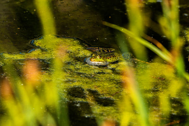 istock one pond frogs during the spawning season 1403482528