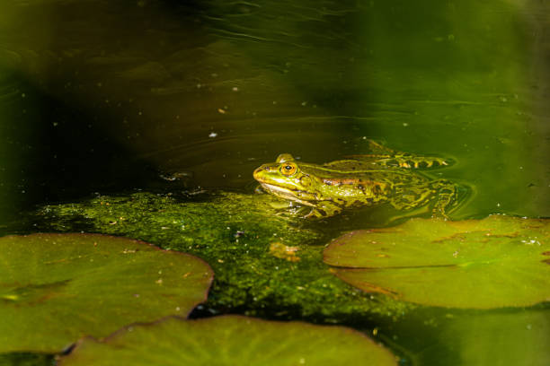 istock one pond frogs during the spawning season 1403482601