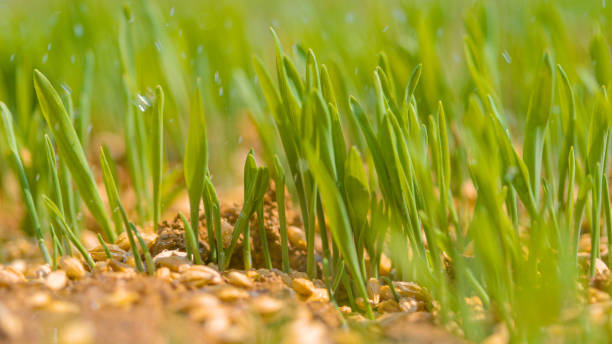 istock MACRO, DOF: Glassy drops of water get sprayed across the sprouting grassfield. 1403482716