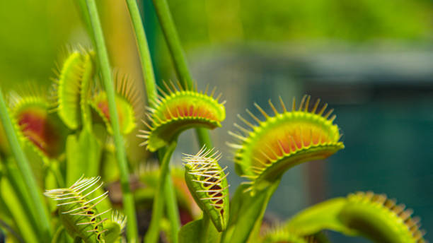 close up: tropical venus flytrap closes its trap and devours an unsuspecting bug - venus flytrap carnivorous plant plant bristle imagens e fotografias de stock