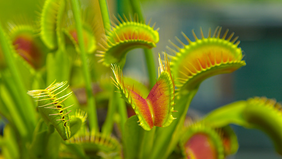 CLOSE UP, DOF: Dangerous wildflower opens up small trap leaves with sensitive bristles to catch its prey. Detailed shot of tropical venus flytrap flower and its traps opening up to attract insects.