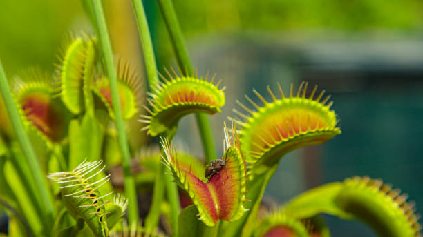 close up, dof: trap leaf of a carnivorous plant closes in on a small insect. - venus flytrap carnivorous plant plant bristle imagens e fotografias de stock