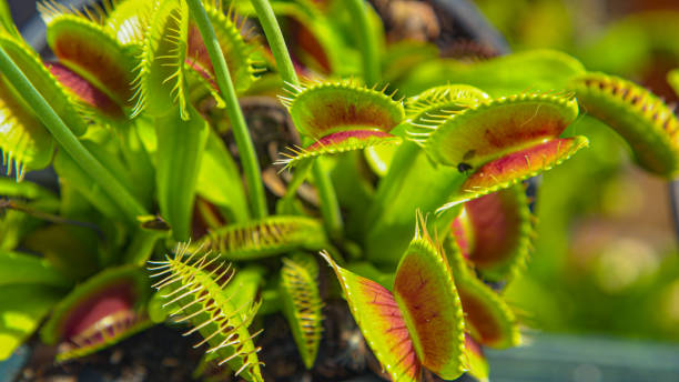 istock CLOSE UP, DOF: Detailed view of a venus flytrap flower and its traps opening up 1403482787