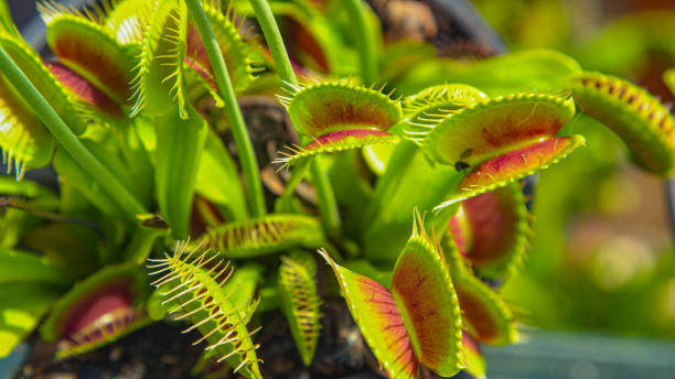 close up, dof: detailed view of a venus flytrap flower and its traps opening up - venus flytrap carnivorous plant plant bristle imagens e fotografias de stock