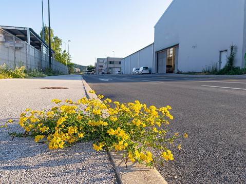LOW ANGLE: Lotus corniculatus grows roadside in district full of warehouses.
