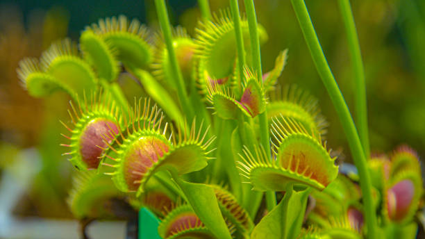 close up: venus flytrap tries to catch its prey by extending its sensitive traps - venus flytrap carnivorous plant plant bristle imagens e fotografias de stock