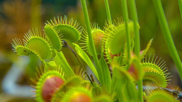 close up: carnivorous dionaea flower stretches opens up its traps to insects. - venus flytrap carnivorous plant plant bristle imagens e fotografias de stock