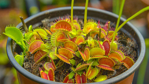 close up: carnivorous dionaea muscipula flower grows inside a small plastic pot. - venus flytrap carnivorous plant plant bristle imagens e fotografias de stock